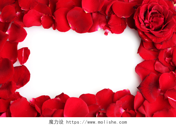 白色背景上的玫瑰花瓣美丽的红玫瑰和孤立在白色的玫瑰花瓣